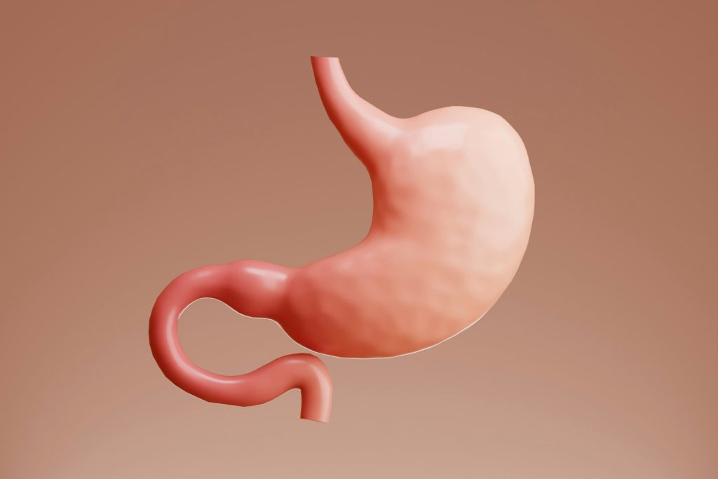 Simple 3D illustration of the stomach and upper small intestine, representing digestion, absorption, and the role of stomach function in vitamin B12 uptake.