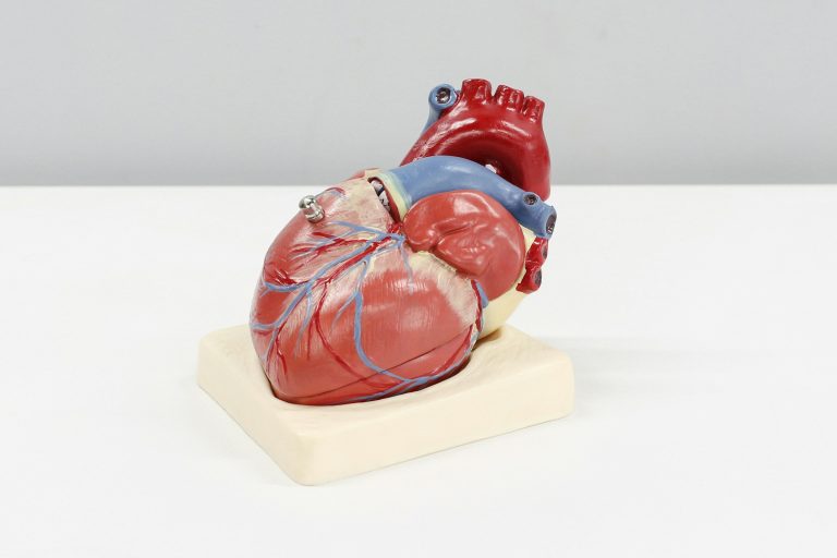 Anatomical heart model on a white surface, showing coronary vessels and major arteries.