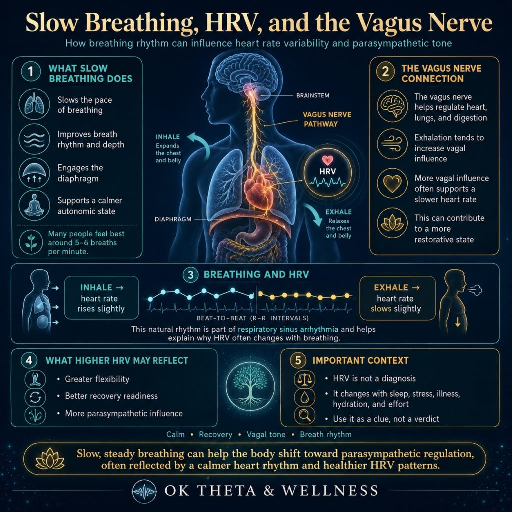 Square educational infographic titled “Slow Breathing, HRV, and the Vagus Nerve,” showing a glowing human torso with the brainstem, lungs, diaphragm, heart, vagus nerve pathway, inhale and exhale arrows, and panels explaining how slow breathing can influence heart rate variability and parasympathetic tone.
