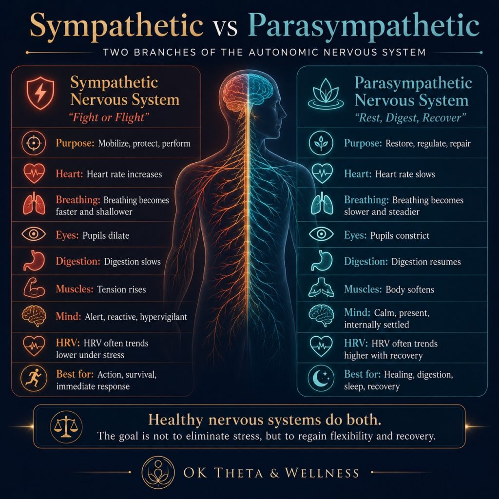 Square infographic comparing the sympathetic and parasympathetic nervous systems, with a central glowing human nervous system illustration split into warm orange “fight or flight” and cool teal “rest, digest, recover” sides. The graphic lists differences in purpose, heart rate, breathing, pupils, digestion, muscle tension, mental state, HRV, and recovery.