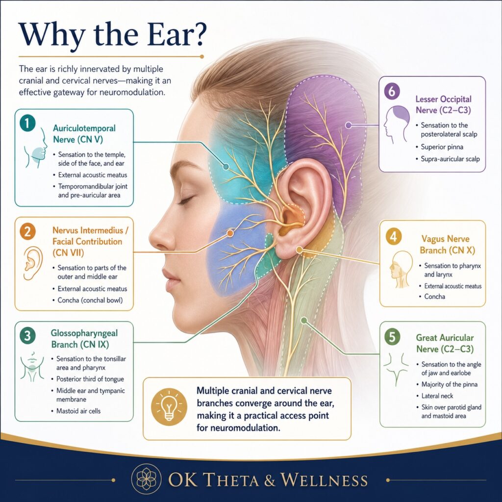 Branded OK Theta & Wellness infographic showing the cranial and cervical nerve branches around the ear, including the auriculotemporal, facial, glossopharyngeal, vagus, great auricular, and lesser occipital nerves.